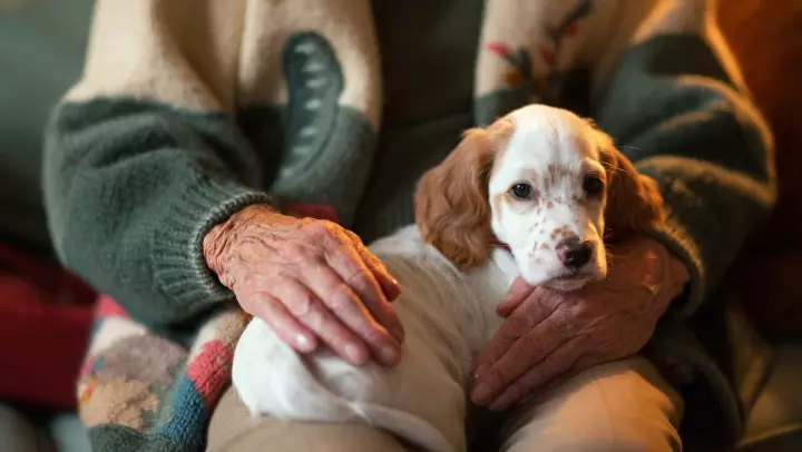 Benefits Of Pet Therapy For Those With Dementia 3 Benefits Of Pet Therapy For Those With Dementia