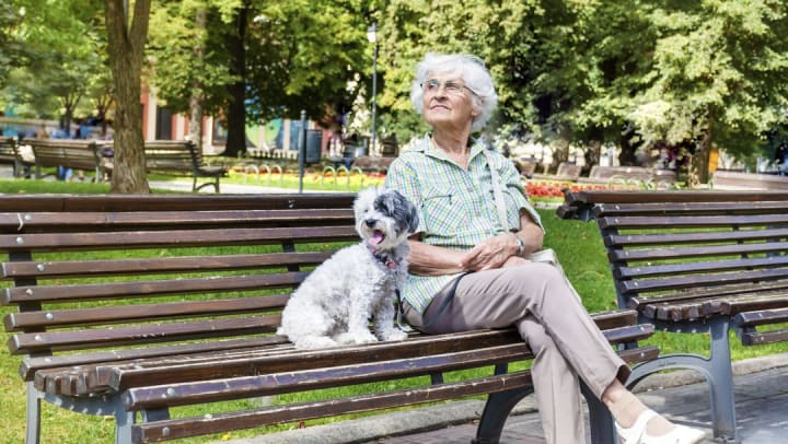 Elderly Woman Sitting On A Park Bench Having Fun With Dog F5V4Fu